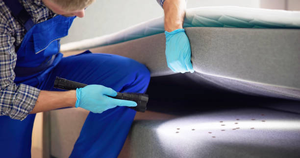 Best Flea Control Services  in Weston, MO