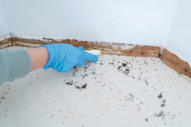 Reliable Weston, MO Pest Control Solutions
